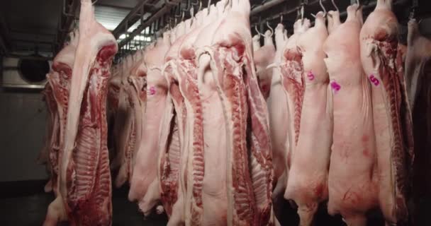 Pork carcasses hung on hooks in the freezer of the meat-packing plant — Stockvideo