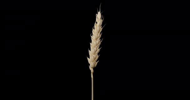 乾燥小麦の耳。アルファチャンネル — ストック動画