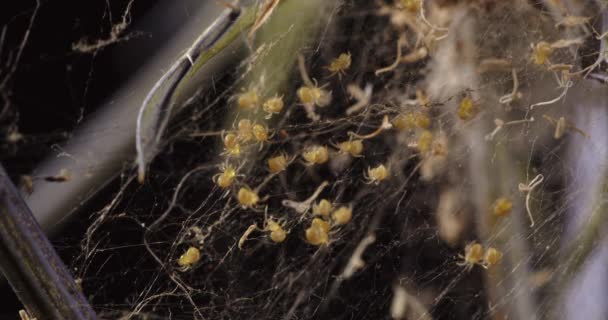 Sok kis pók kelt ki a gubóból. — Stock videók