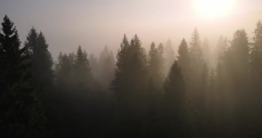 Karpat Dağları, yoğun bir şekilde ormanlarla kaplı. Sis