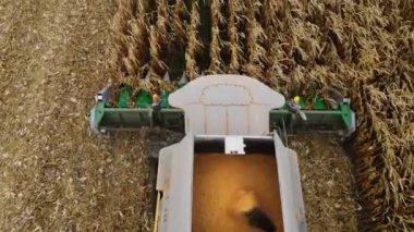 Sonbahar tarlasında mısır hasadı..