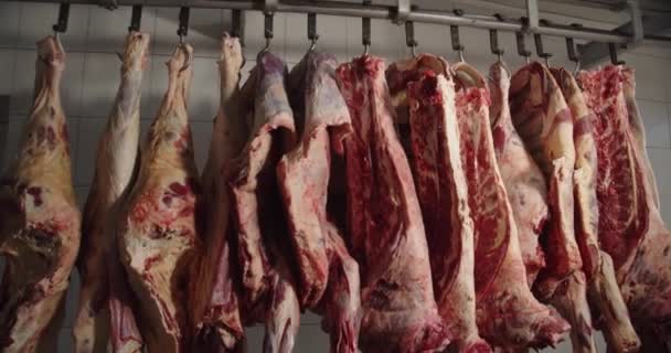 Varkenskarkassen opgehangen aan haken in de vriezer van de vleesverpakkingsinstallatie — Stockvideo
