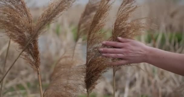 La mano toca suavemente la parte superior de la hierba 0 — Vídeos de Stock