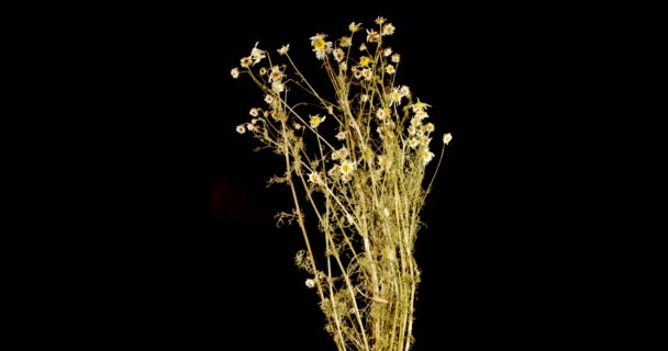 Ромашковые Полевые Цветы Сухая Куча Травы Высококачественные Кадры — стоковое видео