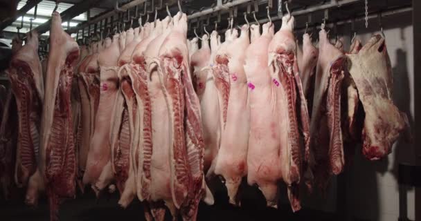 Carcaças Porco Penduradas Ganchos Congelador Fábrica Embalagem Carne Imagens Alta — Vídeo de Stock