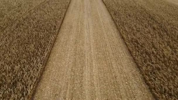 Harvesting Corn Autumn Field High Quality Footage — Stock video