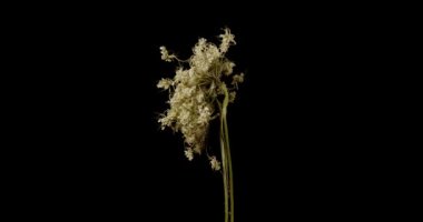 Başmelek Angelica. Angelica Tıbbi. Çayır otu. Yüksek kalite 4k görüntü