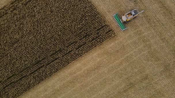 Harvesting Corn Autumn Field High Quality Footage — Video Stock