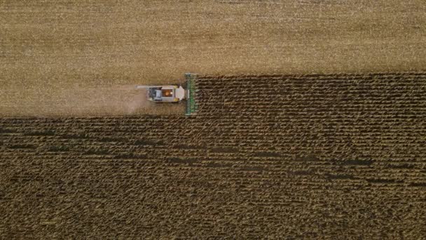 Kukoricát Szüretelni Őszi Mezőn Kiváló Minőségű Felvételek — Stock videók