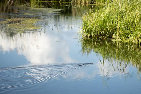 Tehlikeli zehirli sürüngen av arıyor.