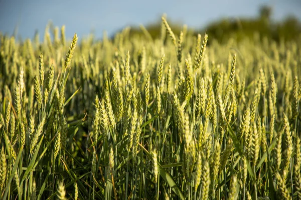 Tarladaki Yeşil Ekmek Kulakları. Yüksek kalite fotoğraf