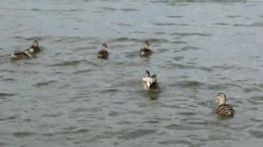 Vahşi ördekler nehirde yüzer