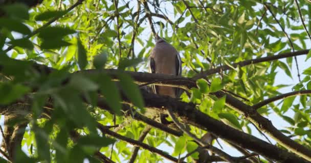 Vahşi Güvercin Bir Ağaç Dalına Oturur Etrafına Bakar — Stok video