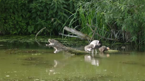 Waterfowl Mother Bird Takes Care Her Brood — Video