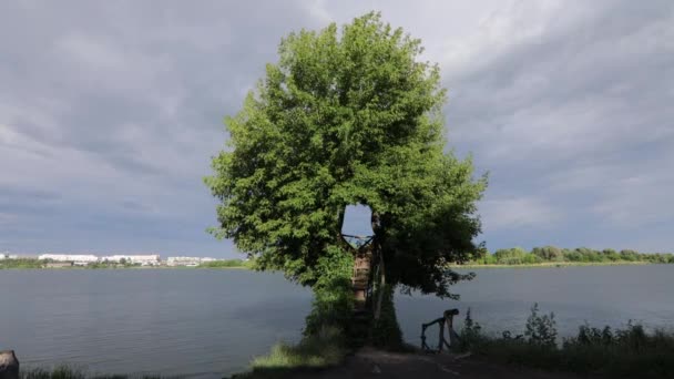 Jedinečný Strom Kterém Vznikl Prostor Mezi Větvemi — Stock video