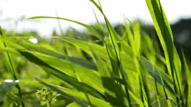 Naturaleza Día Soleado Verano — Vídeo de stock