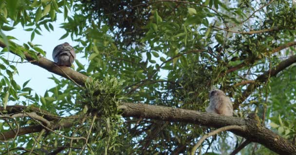 Owl Drives Pigeon Out Its Tree — ストック動画