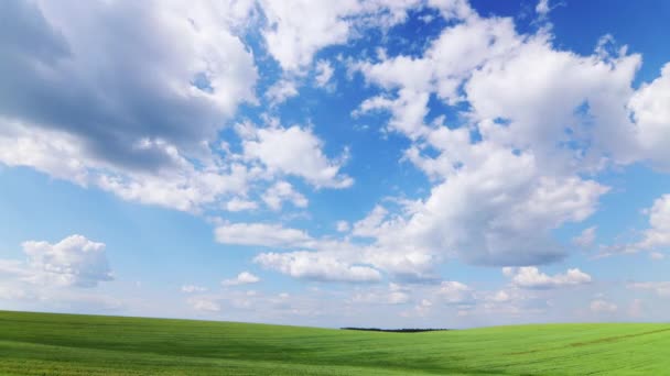 Πράσινο Πεδίο Σιτάρι Όμορφα Σύννεφα Τιμελίπε Υψηλής Ποιότητας Βίντεο — Αρχείο Βίντεο