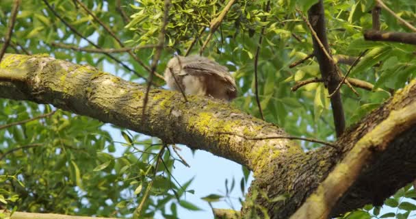 Baykuş Kalın Bir Yaprağın Içinde Bir Ağaca Saklanır — Stok video