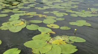 Sarı nilüferler suda yetişir.