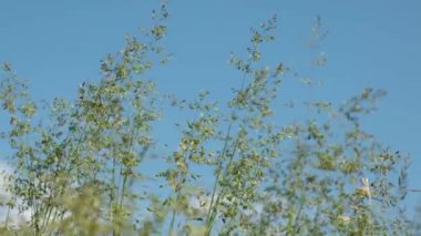 Güneşli bir yaz gününde doğa