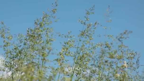 Nature Par Une Journée Été Ensoleillée — Video