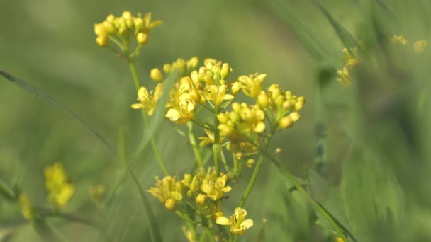 Жовті Польові Квіти Природа Відео Високої Якості — стокове відео