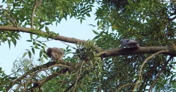 Bir Baykuş Bir Güvercini Ağaçtan Dışarı Çıkarır — Stok video