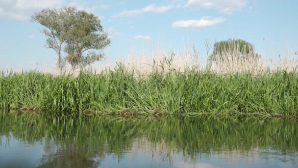 Natura Una Giornata Estiva Soleggiata — Video Stock