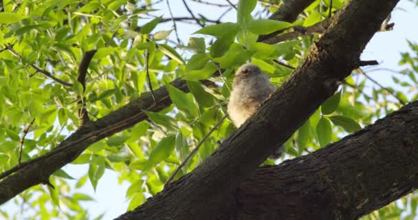Owl Seeks Prey Sitting Tree Thick Leaf — Stok video