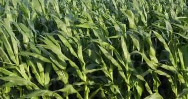 cultivation of organic grain crops. maturation process