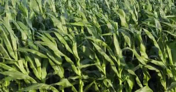 Cultivation Organic Grain Crops Maturation Process — Stock video