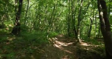 Yol sık, yeşil bir ormandan geçiyor.