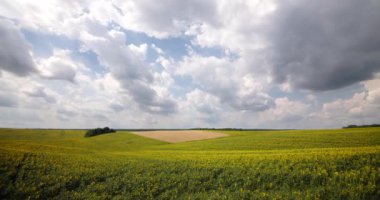 Ayçiçeği tarlasında bulutlu bir gökyüzü