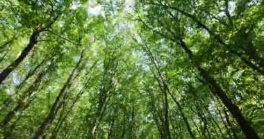 Drive through a dense forest