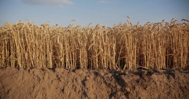 Chernozem Which Stalk Wheat Grows — Video Stock