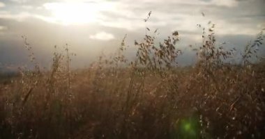 rapeseed agricultural land. rural industry