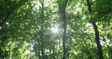 the suns rays shimmer through the green leaves