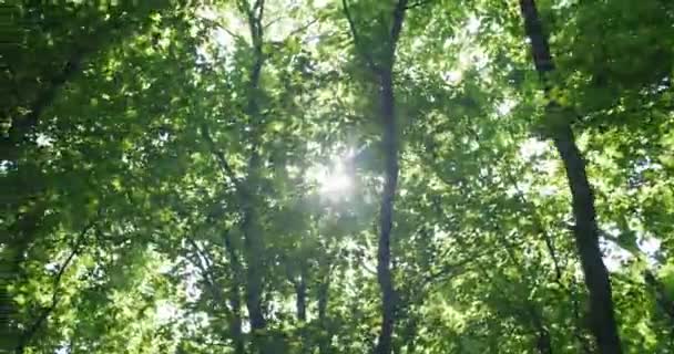 Suns Rays Shimmer Green Leaves — Stockvideo