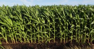 cultivation of organic grain crops. maturation process
