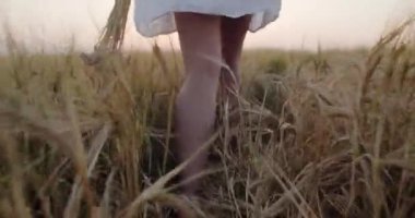 the girl walks through the wheat field