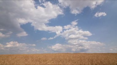 Yaz günü. Kolza tohumu çiftçiliği