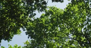 strong wind bends the branches of tall trees