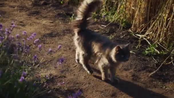 Domestic Gray Fluffy Cat — Αρχείο Βίντεο