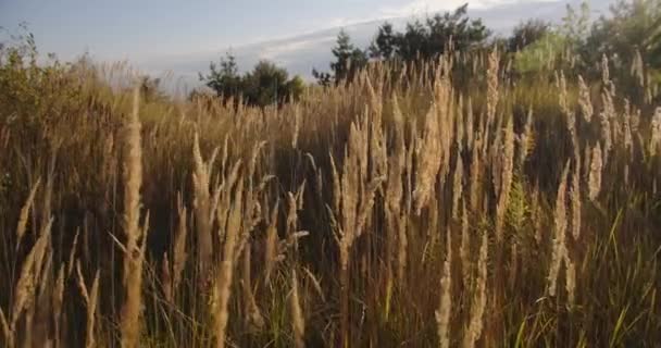 Tall Grass Swaying Wind Outdoors Reedy Grass Grows Banks River — Stockvideo