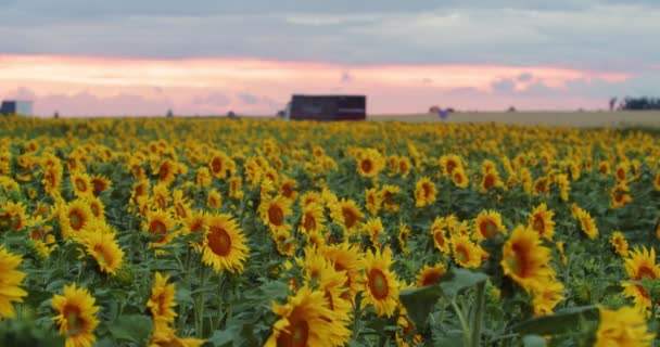 Sunflower Farmland Located Highway — Stockvideo