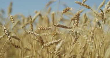 buğday sarı olgun kulaklar