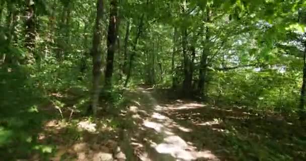 Poruszać Się Wzdłuż Ścieżki Przez Gęsty Zielony Las — Wideo stockowe