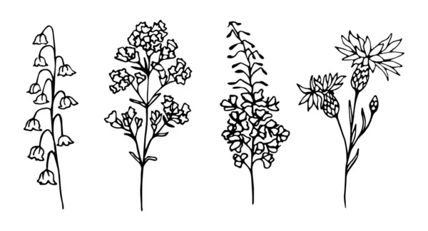 野花のドードルのセット オレガノ イワンティー コーンフラワーのユリ ベクトルイラスト 植物スケッチ — ストックベクタ