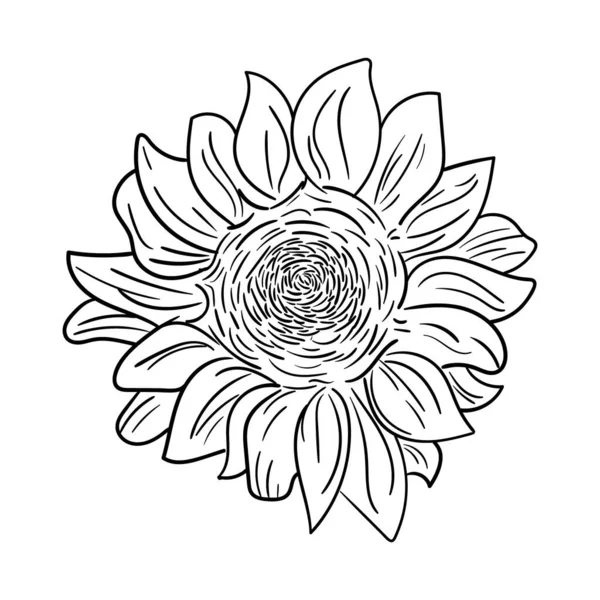 以草图的形式描绘向日葵的图解 矢量说明 — 图库矢量图片